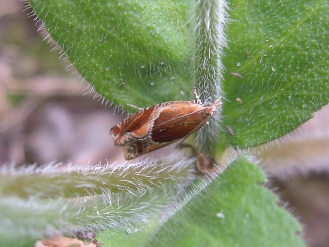 Ancylis obtusana © HERMANT Thomas