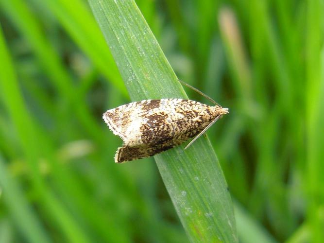 Celypha lacunana © HERMANT Thomas