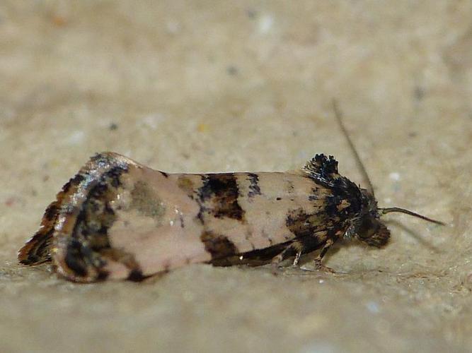 Cochylis atricapitana © BARBIER Simon