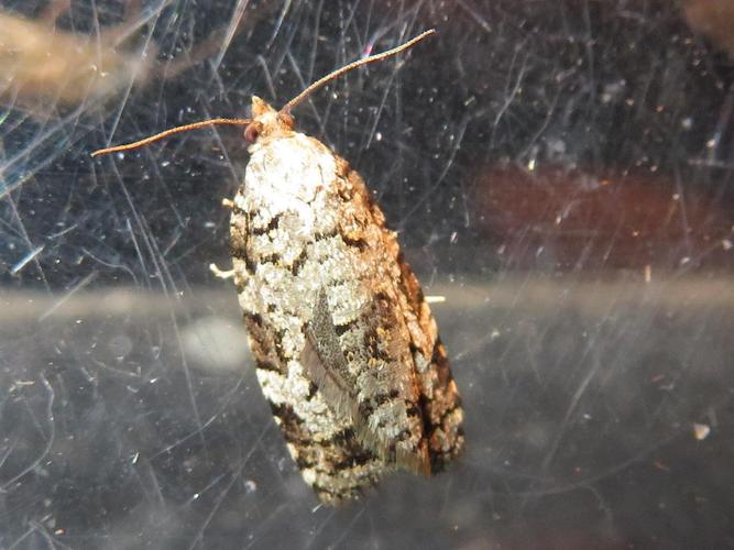 Dichelia histrionana © MAILLIER Sébastien