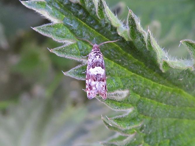 Epiblema costipunctana © MAILLIER Sébastien