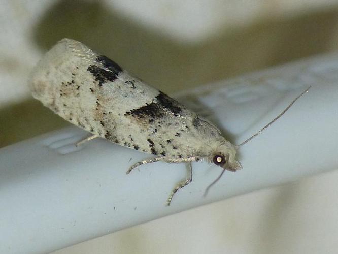 Epinotia bilunana © BARBIER Simon