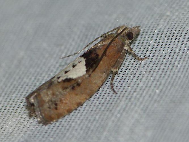 Epinotia brunnichana © BARBIER Simon