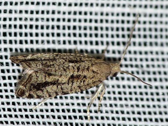 Epinotia granitana © BARBIER Simon