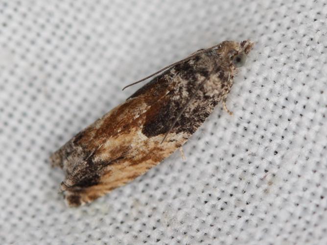 Epinotia nisella © LETHEVE Xavier