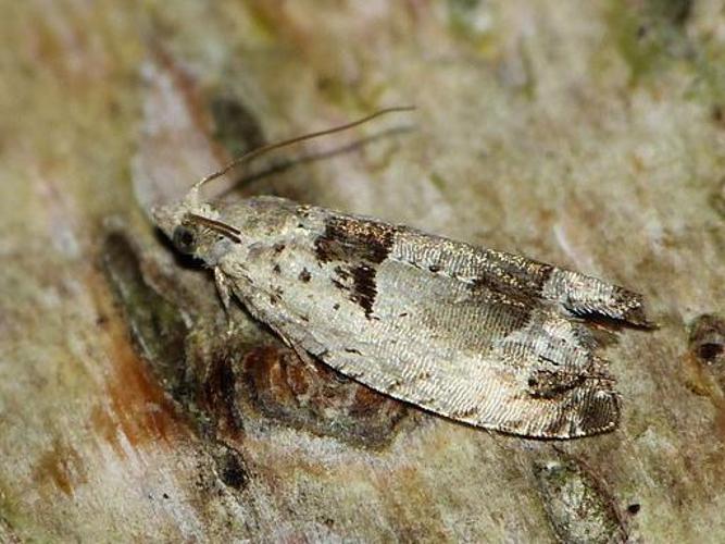 Epinotia ramella © BARBIER Simon