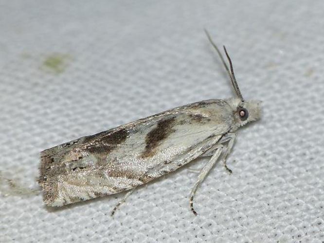 Eucosma metzneriana © BARBIER Simon