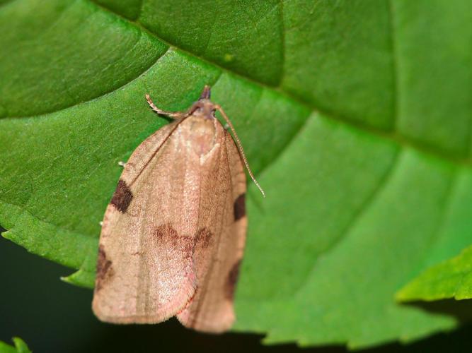 Lozotaenia forsterana © GUILLEMOT Arlette