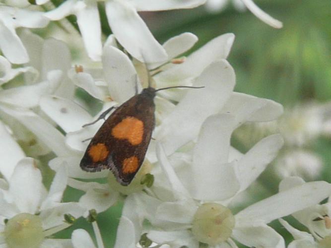 Pammene aurana © MAILLIER Sébastien