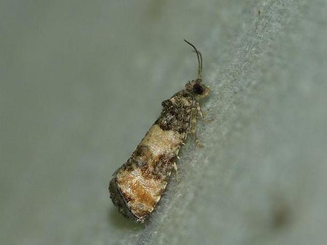 Piniphila bifasciana © BARBIER Simon