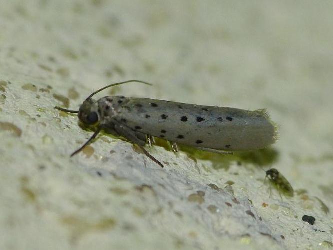 Yponomeuta sedella © BARBIER Simon