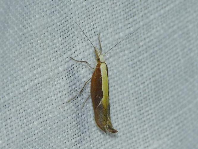 Ypsolopha dentella © BARBIER Simon