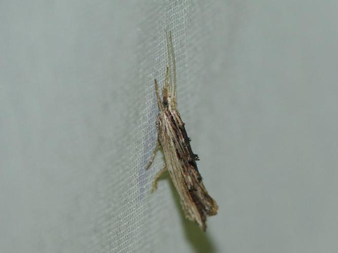 Ypsolopha scabrella © BARBIER Simon