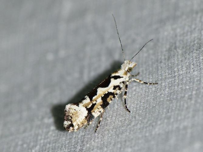 Ypsolopha sequella © BARBIER Simon