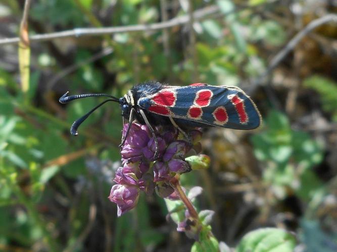 Zygaena carniolica © LEGRIS Sébastien