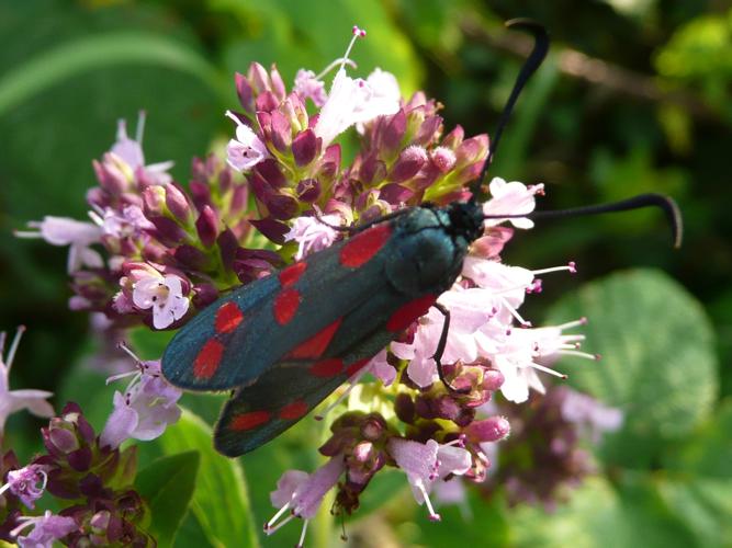 Zygaena filipendulae © MAILLIER Sébastien