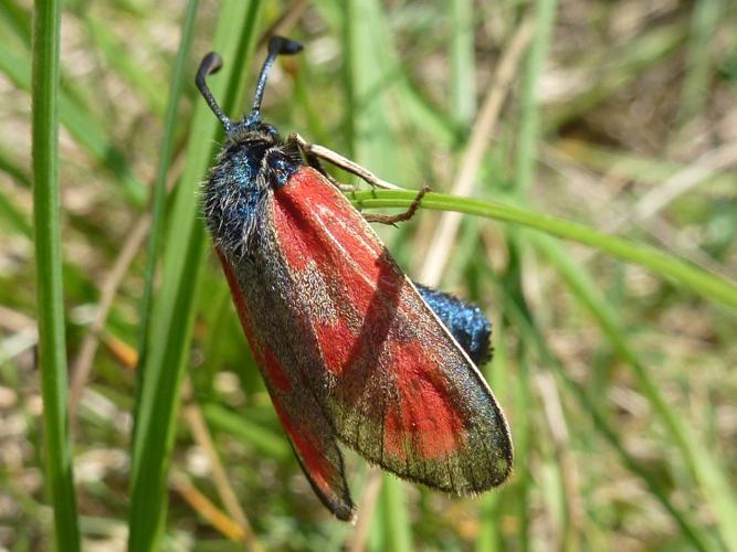Zygaena loti © MAILLIER Sébastien
