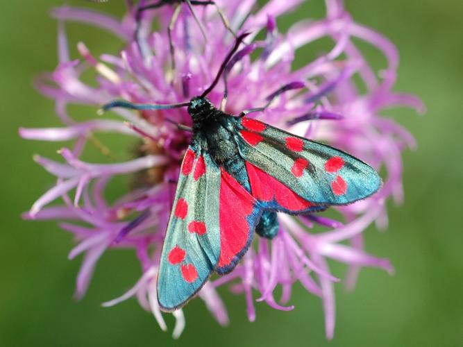 Zygaena transalpina © VANSTEENE Nicolas