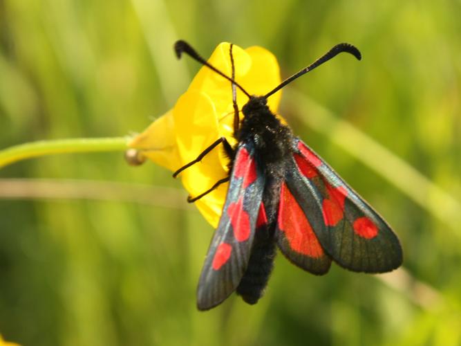 Zygaena trifolii © HERMANT Thomas