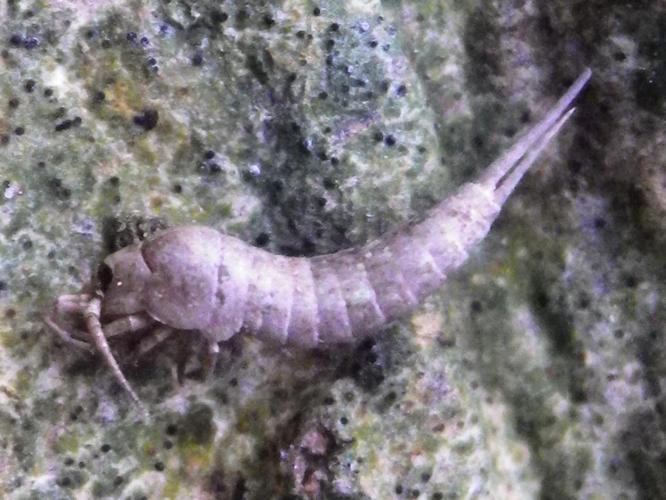 Dilta hibernica © HALLART Guénael