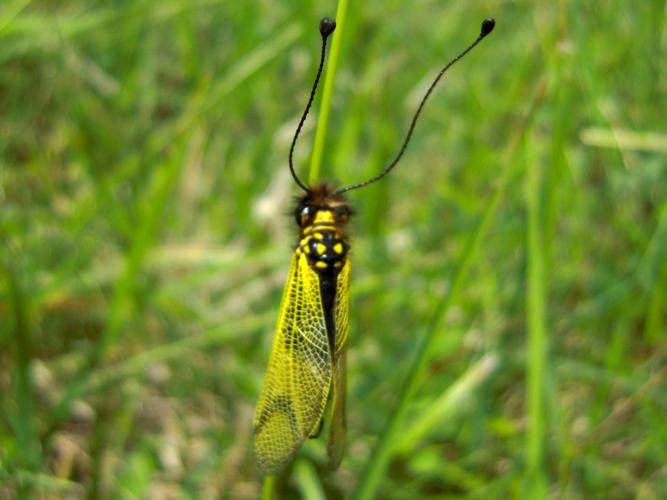 Libelloides longicornis © DUTOUR Lucie