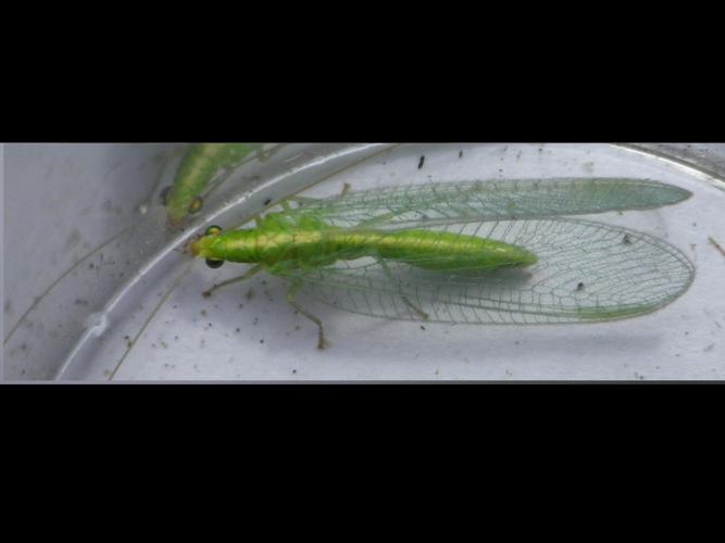 Chrysoperla carnea © HALLART Guénael