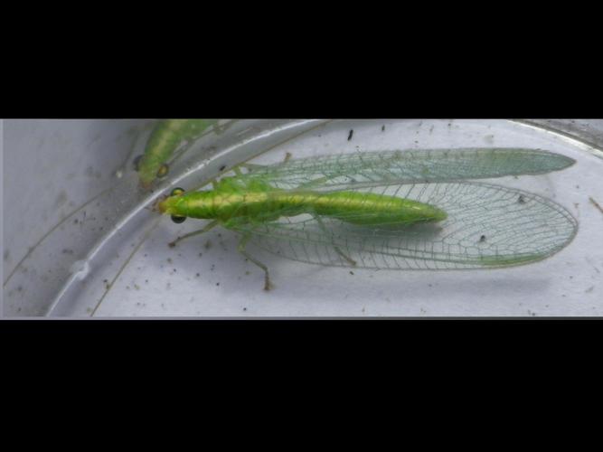 Chrysoperla carnea © HALLART Guénael