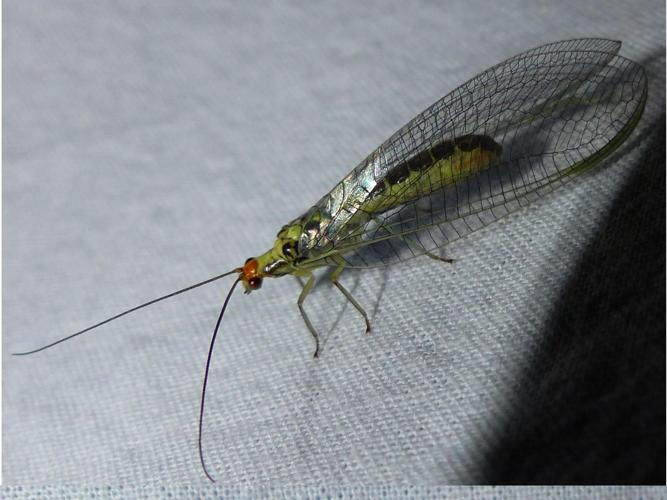 Nothochrysa fulviceps © DEROZIER Carole