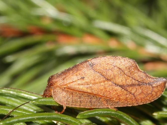 Drepanepteryx phalaenoides © DANTEN Benoit