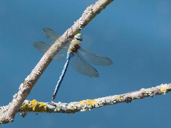 Anax imperator © TONDELLIER Bruno