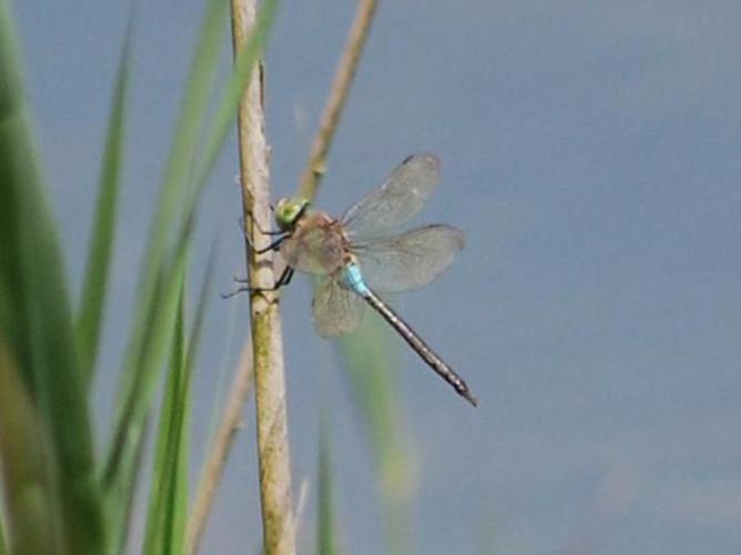 Anax parthenope © VANSTEENE Nicolas