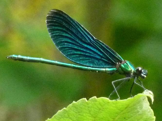 Calopteryx virgo © LEBEAU Catherine