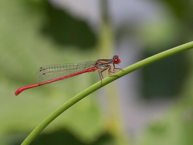 Ceriagrion tenellum © TONDELLIER Bruno