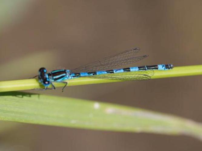 Coenagrion mercuriale © TONDELLIER Bruno