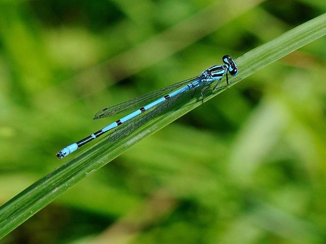 Coenagrion puella © MATHOT William