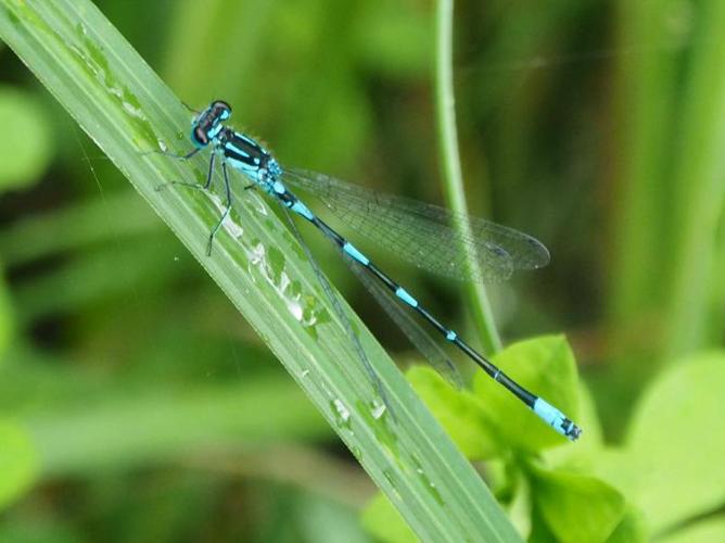 Coenagrion pulchellum © PLATEAUX Odile