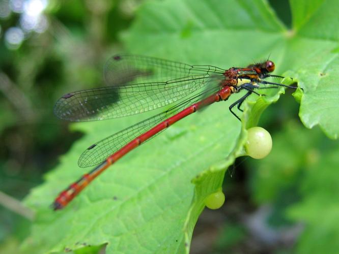 Pyrrhosoma nymphula © MAILLIER Sébastien