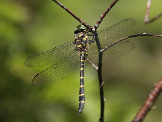 Cordulegaster bidentata © TOP Damien