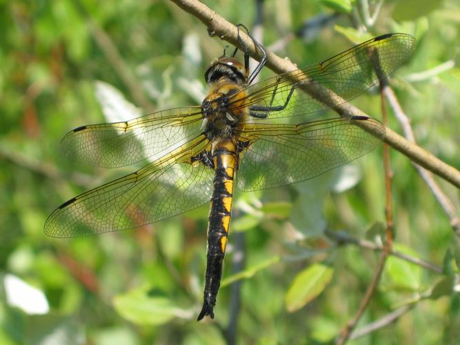 Epitheca bimaculata © LEGRIS Sébastien