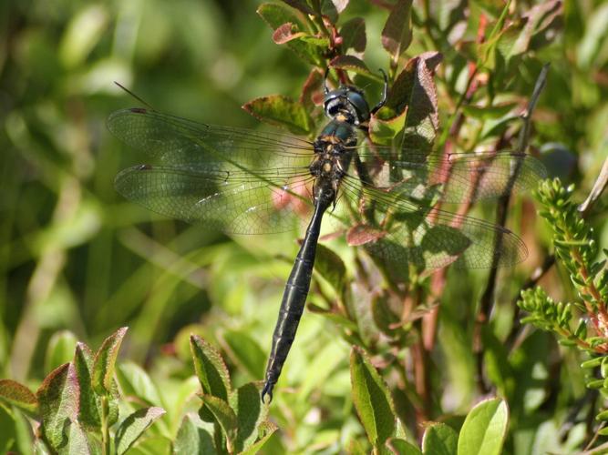 Somatochlora arctica © TOP Damien