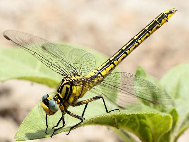 Gomphus simillimus © SENGEZ Pierre