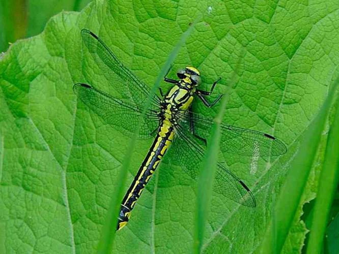 Gomphus vulgatissimus © MATHOT William