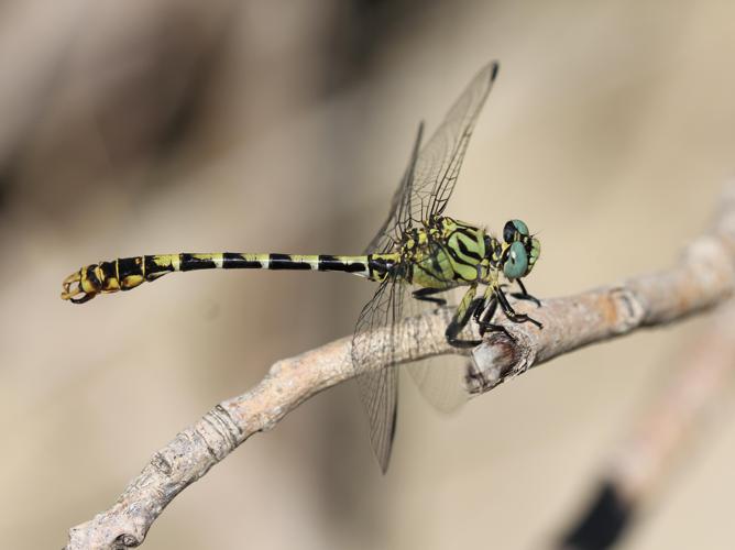 Onychogomphus forcipatus © COLINDRE Laurent