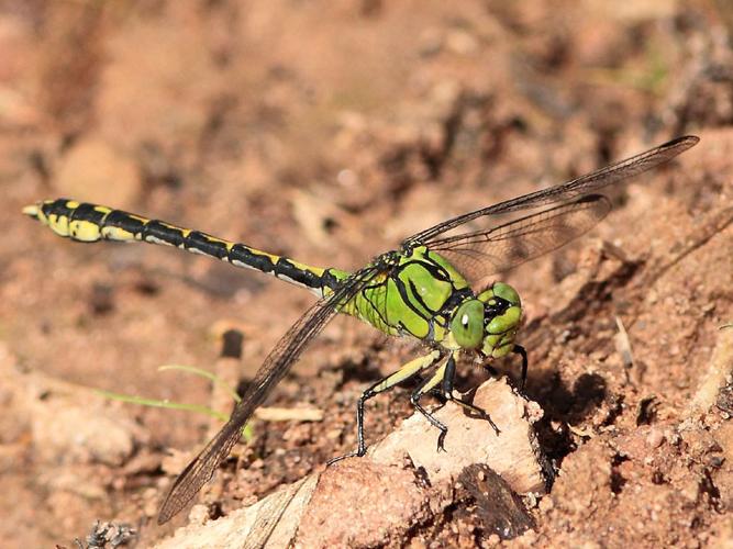 Ophiogomphus cecilia © SENGEZ Pierre