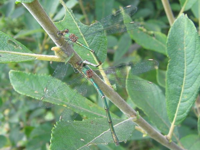 Chalcolestes viridis viridis © MAILLIER Sébastien