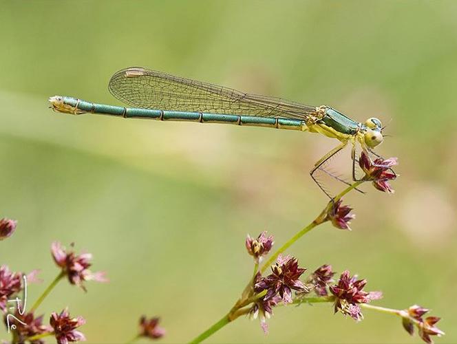 Lestes virens virens © LECLERE Pierrick