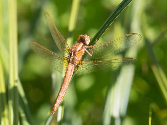 Crocothemis erythraea © TONDELLIER Bruno