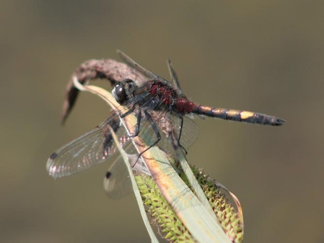 Leucorrhinia pectoralis © TOP Damien