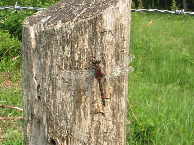 Leucorrhinia rubicunda © GERARD Thibaut