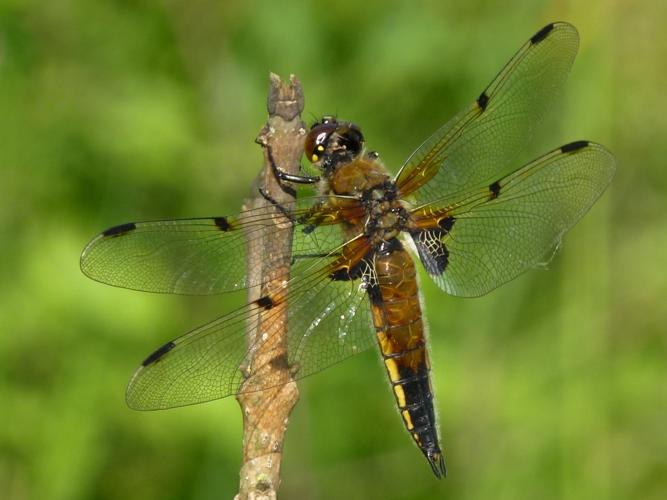 Libellula quadrimaculata © MAILLIER Sébastien